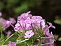 Phlox amplifolia